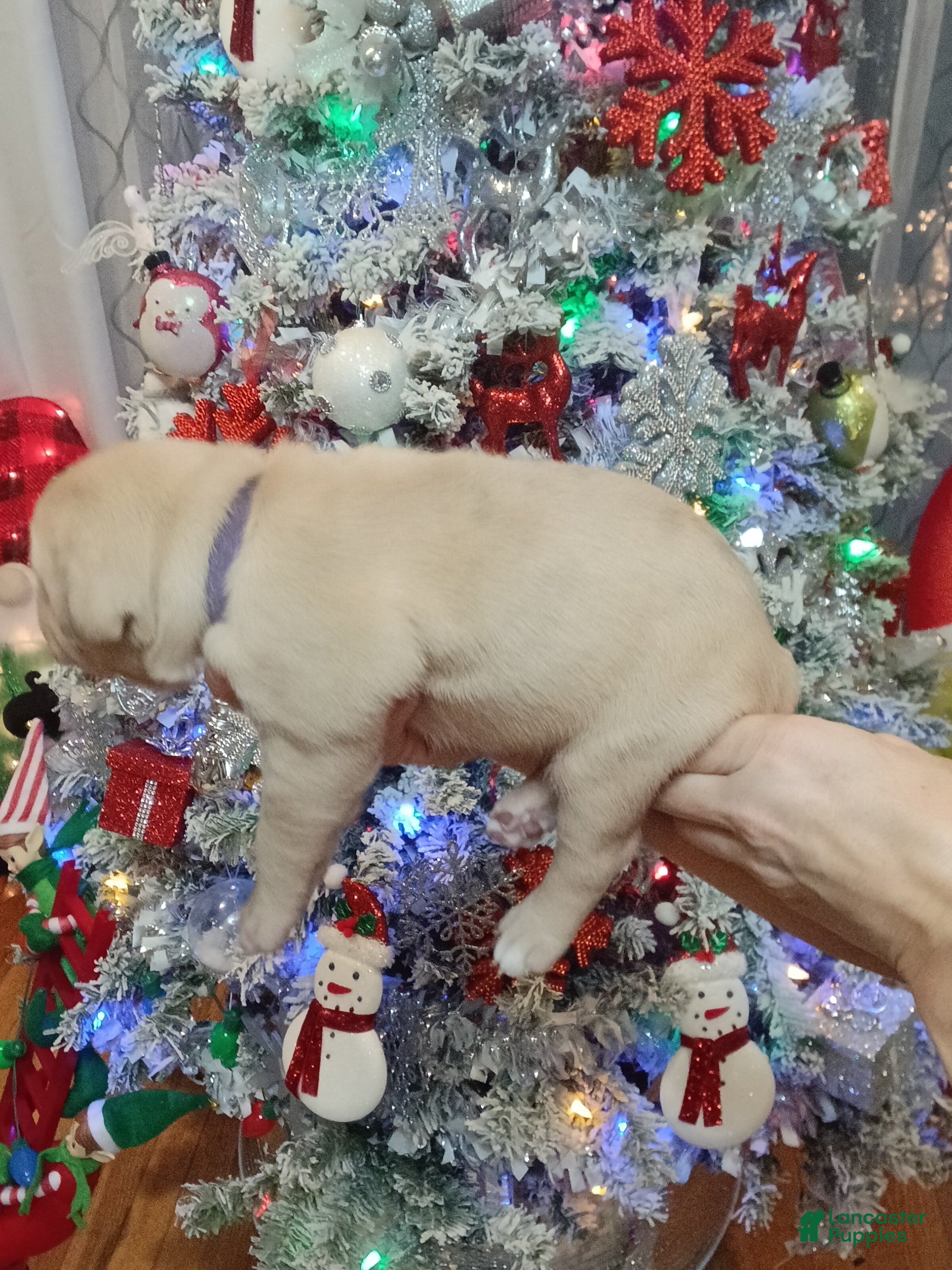 Olde English Bulldogge dogs Olde English Bulldogge Puppy 6 - Ad 2