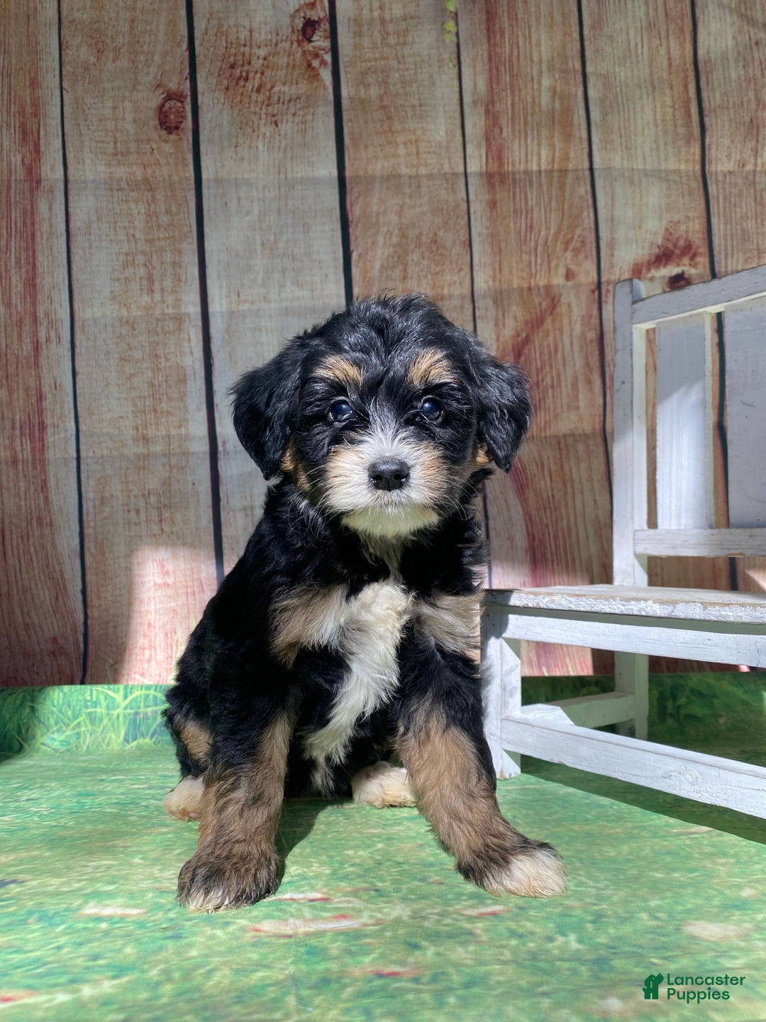 Mini Bernedoodle dogs for sale: Moon - Ad 8