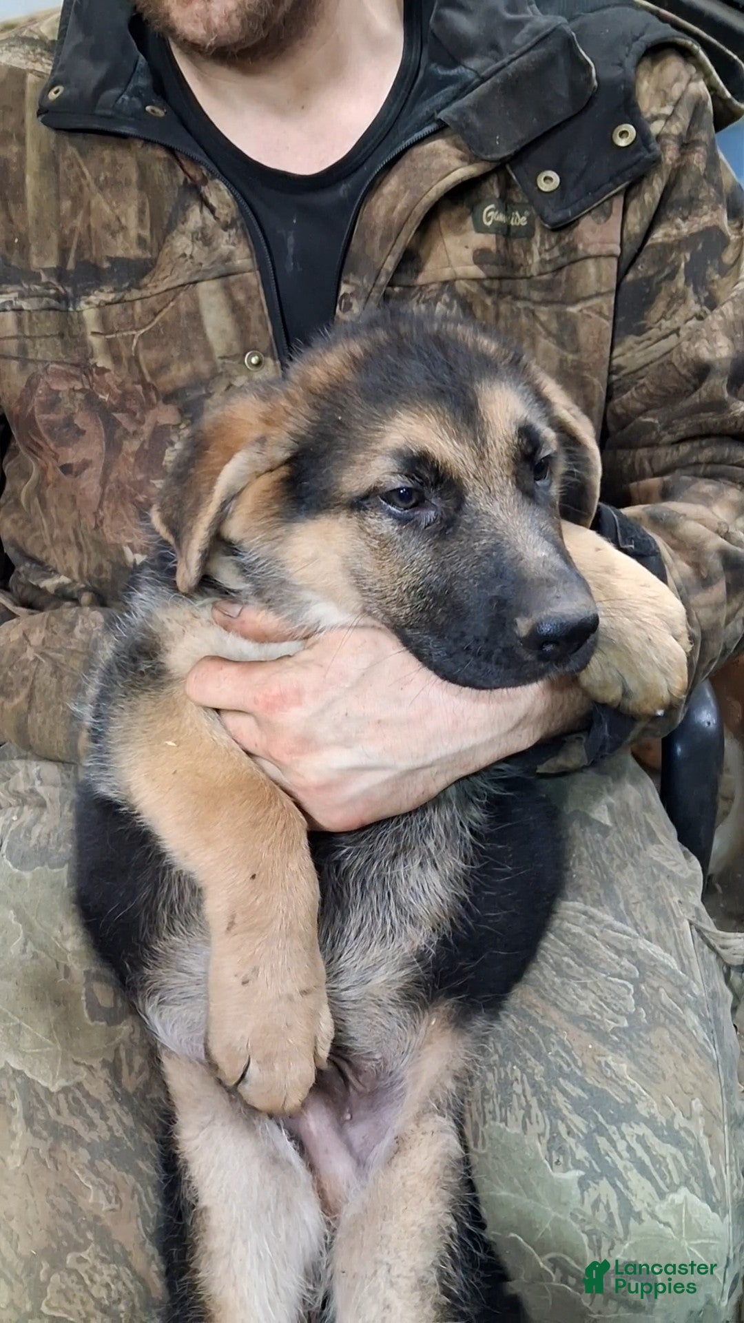 German Shepherd dogs for sale: German Shepherd Puppy 3 - Ad 1