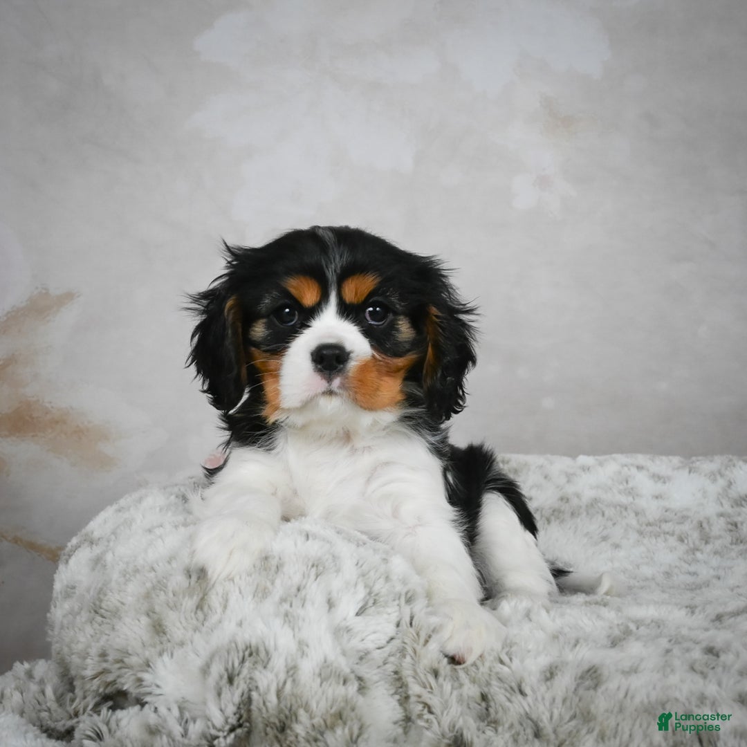 Cavalier King Charles Spaniel dogs for sale: Lincoln - Ad 9