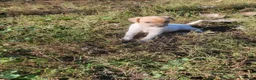 Jack Russell Terrier dogs for sale: Jack Russell Terrier 8 - Ad 5