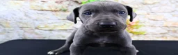 Great Dane dogs for sale: Blue - Ad 18