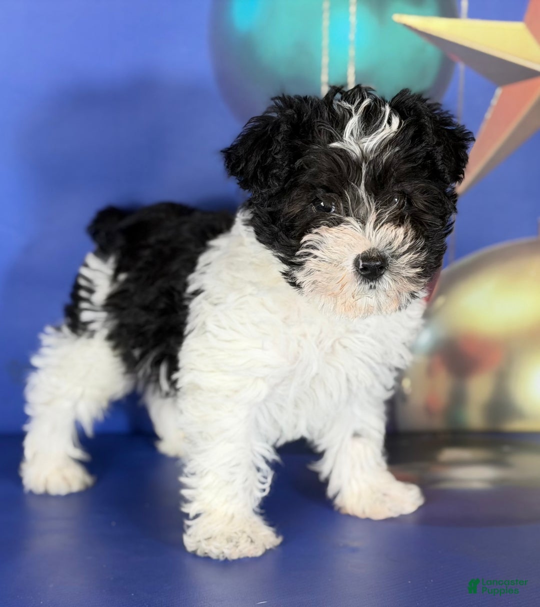 Mixed Breed dogs for sale: Panda - Ad 5