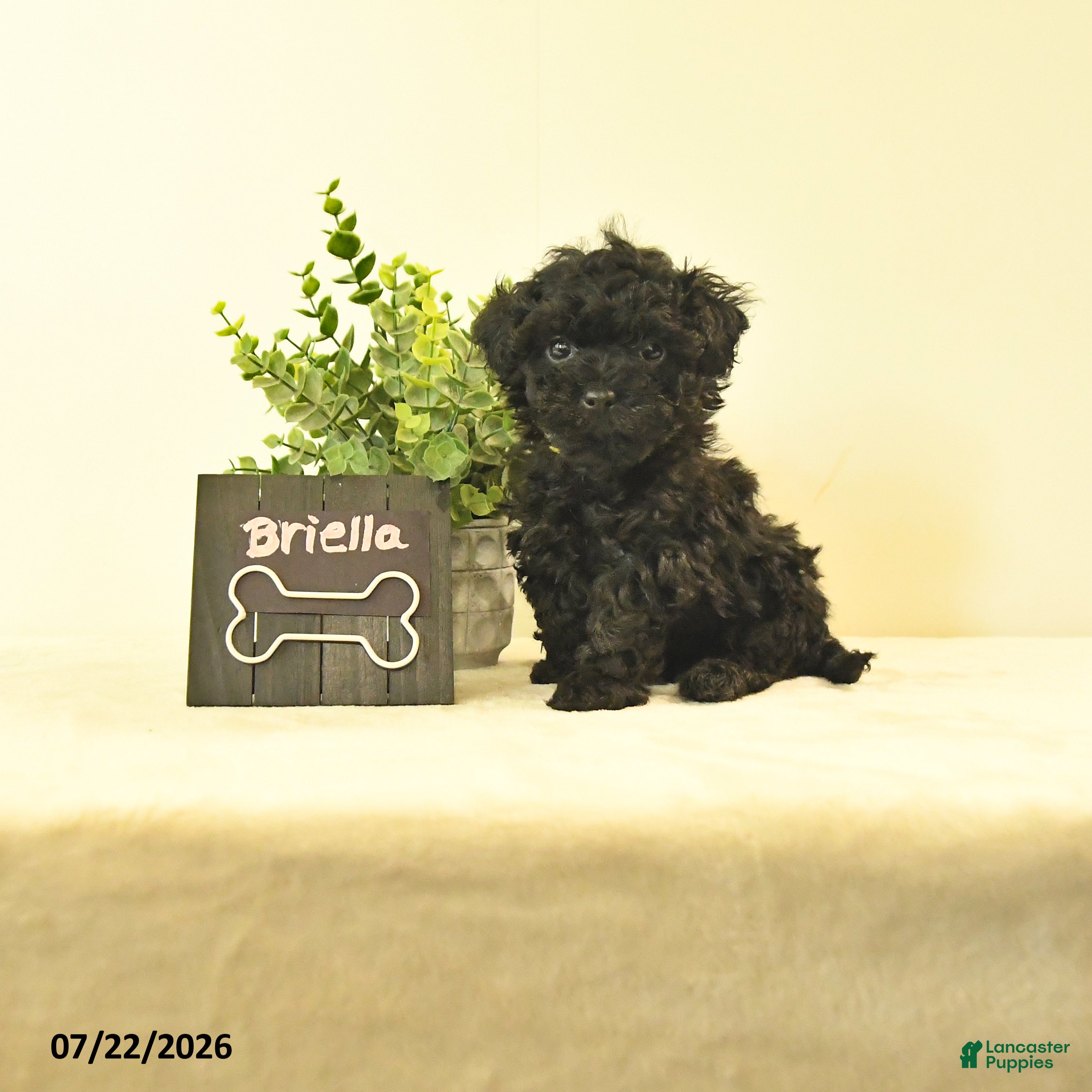 Havapoo dogs for sale: Briella - Ad 2