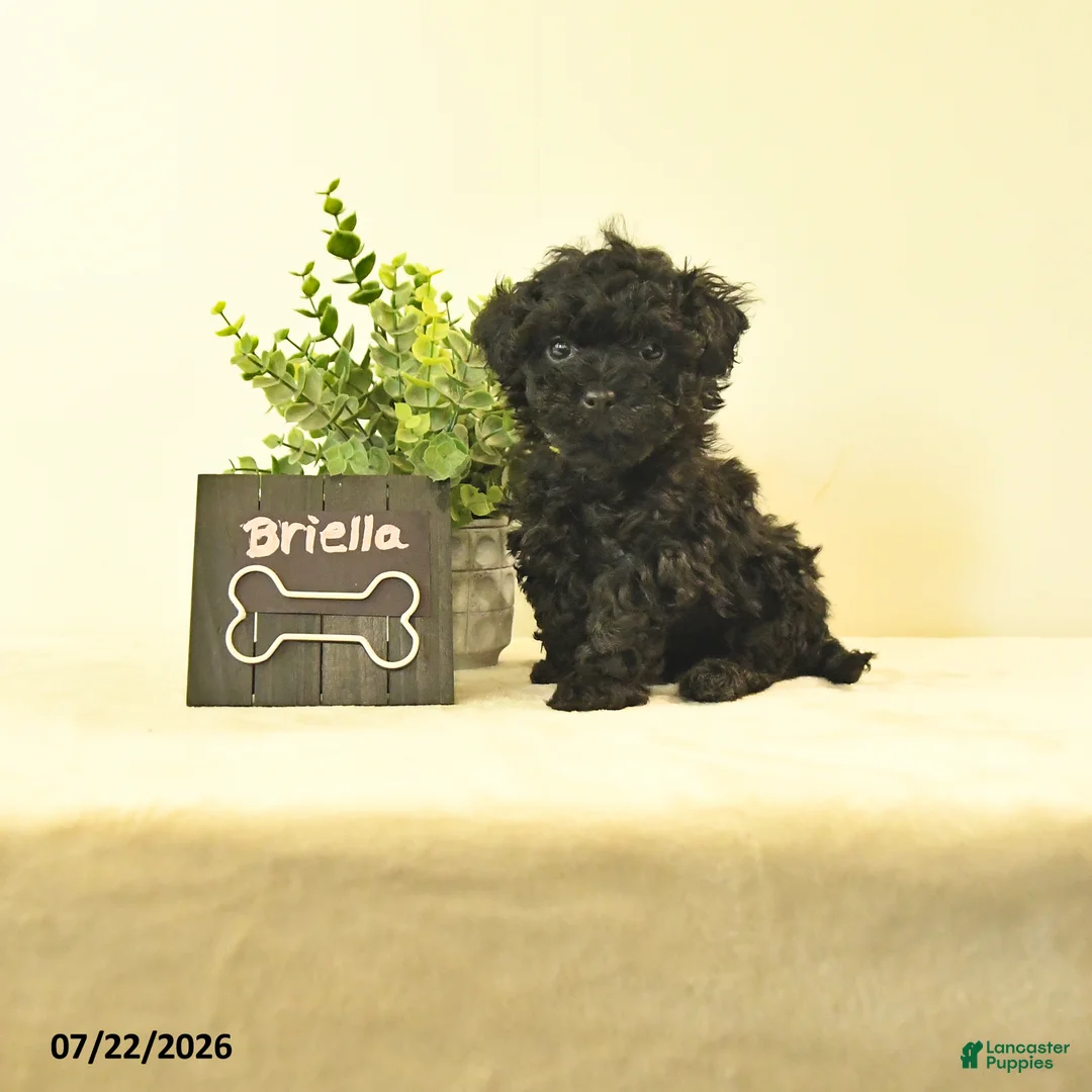 Havapoo dogs for sale: Briella - Ad 1