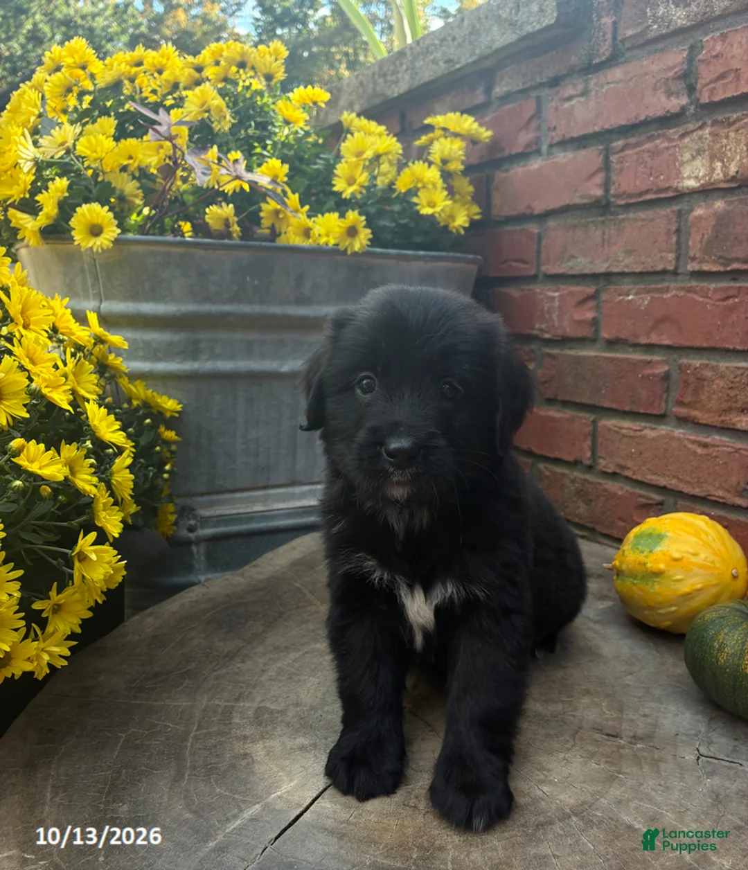 Mini Bernedoodle dogs for sale: Chase - Ad 1