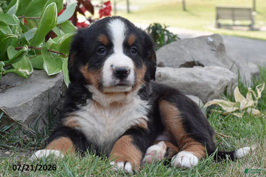 Bernese Mountain Dog dogs E Man - Ad 2