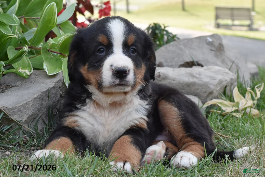 Bernese Mountain Dog dogs for sale: E Man - Ad 2