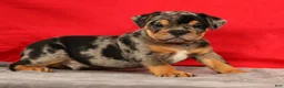 Beabull dogs for sale: Clark - Ad 6