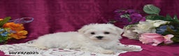 Maltese dogs for sale: Muffin - Ad 4