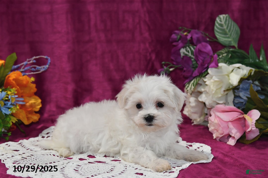 Maltese dogs for sale: Muffin - Ad 4