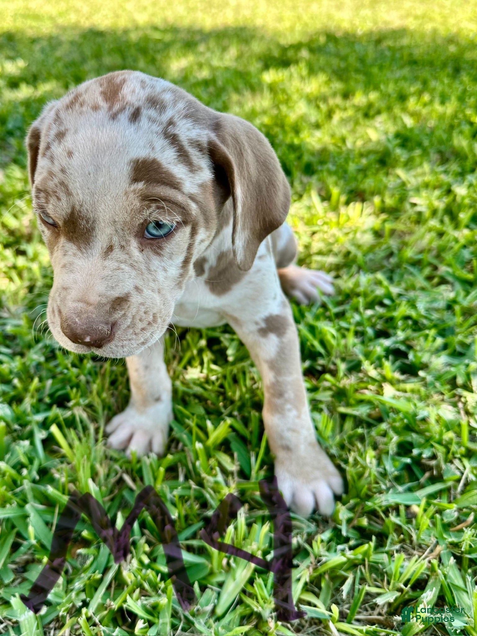 Catahoula Leopard Dog dogs Catahoula Leopard Dog Puppy 1 - Ad 9