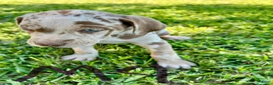 Catahoula Leopard Dog Puppy 1