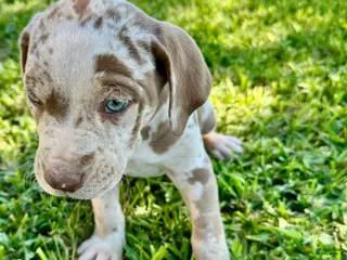 Catahoula Leopard Dog dogs Catahoula Leopard Dog Puppy 1 - Ad 9