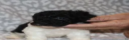 Toy Poodle dogs for sale: Vanessa - Ad 4