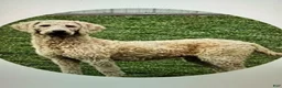 Australian Labradoodle dogs for sale: CCB4 - Ad 2