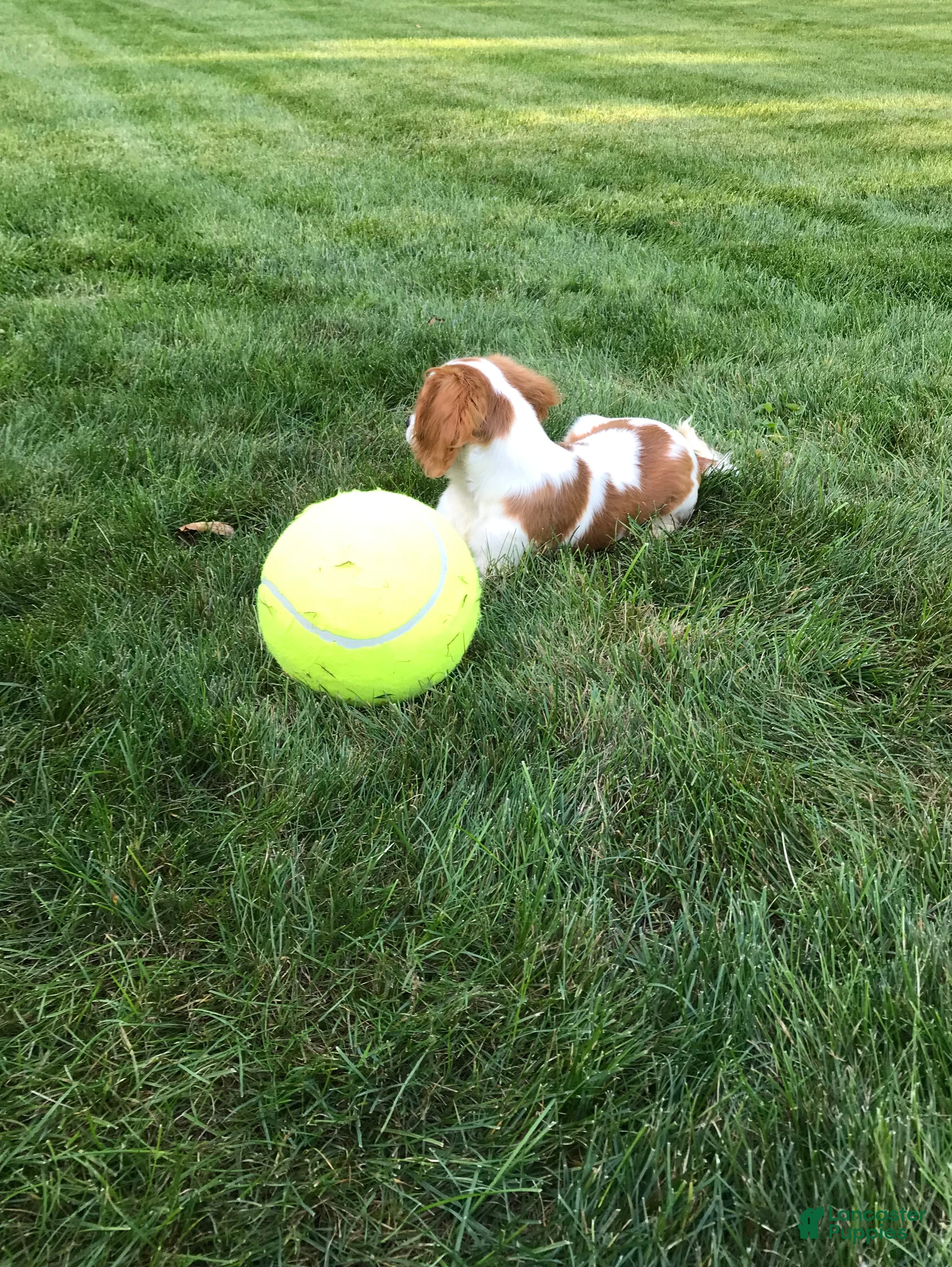 Cavalier King Charles Spaniel dogs Cavalier King Charles Spaniel 1 - Ad 1