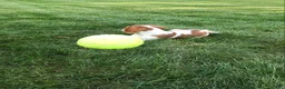 Cavalier King Charles Spaniel dogs for sale: Cavalier King Charles Spaniel 1 - Ad 1