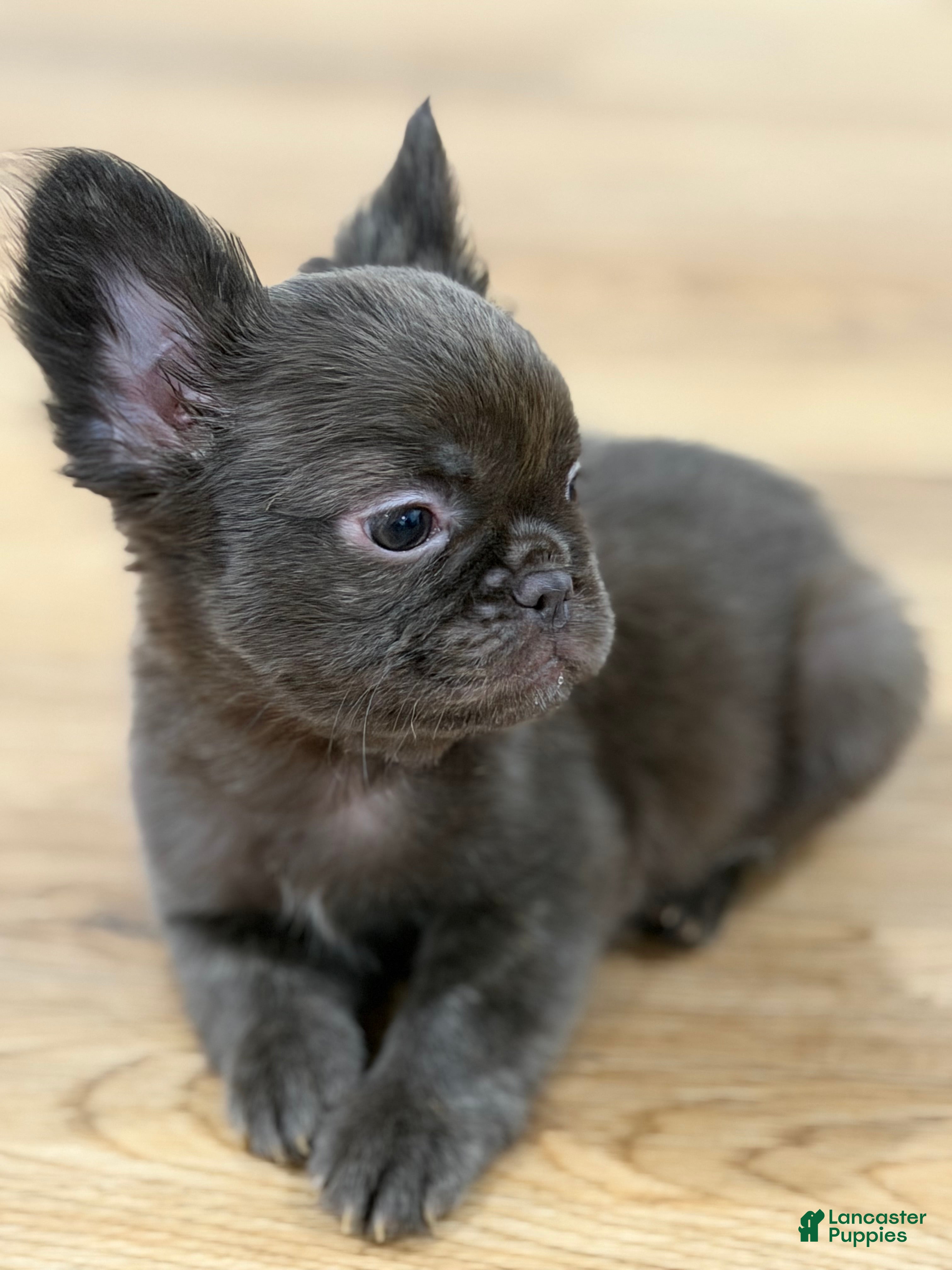 French Bulldog dogs Mary - Ad 2