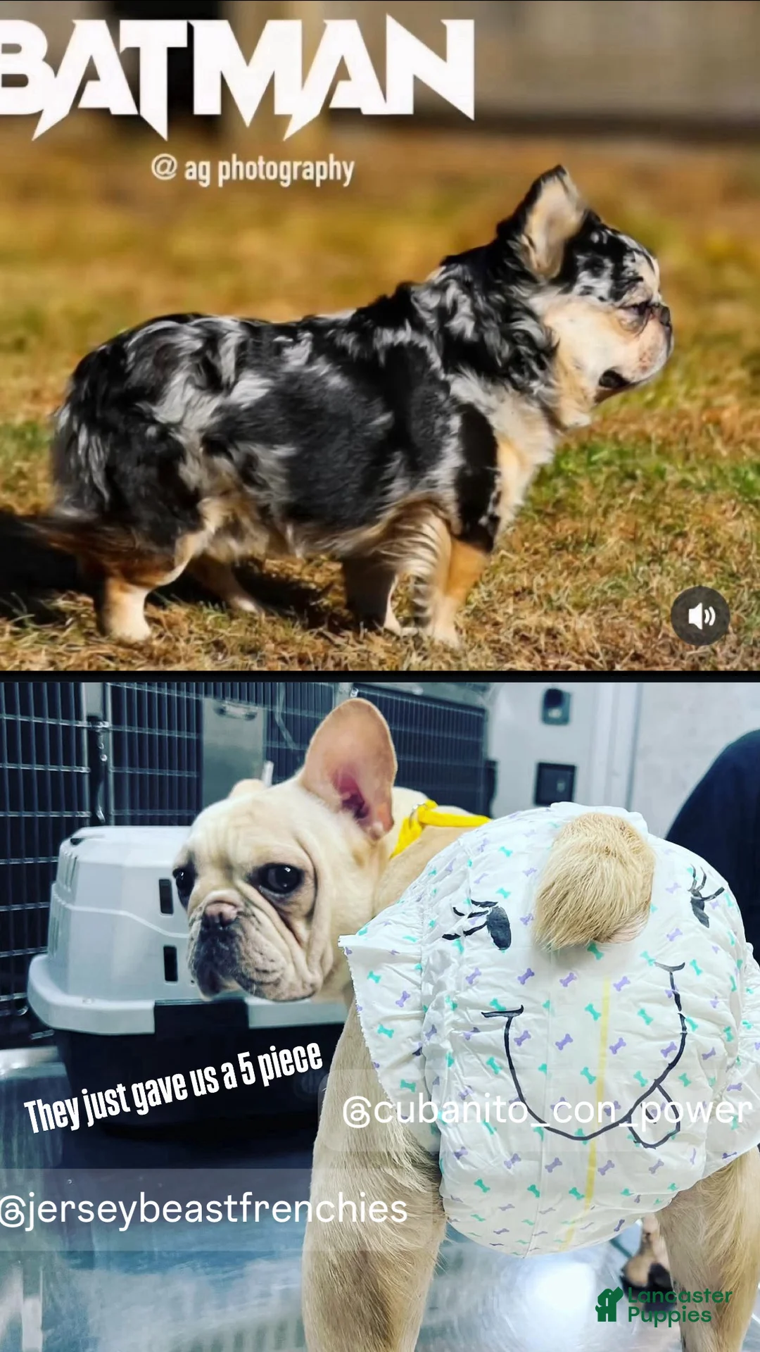 French Bulldog dogs for sale: French Bulldog Puppy 2 - Ad 2