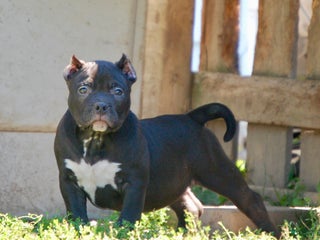 American Bully dogs - Ad 30