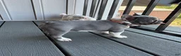 French Bulldog dogs for sale: Nola - Ad 3