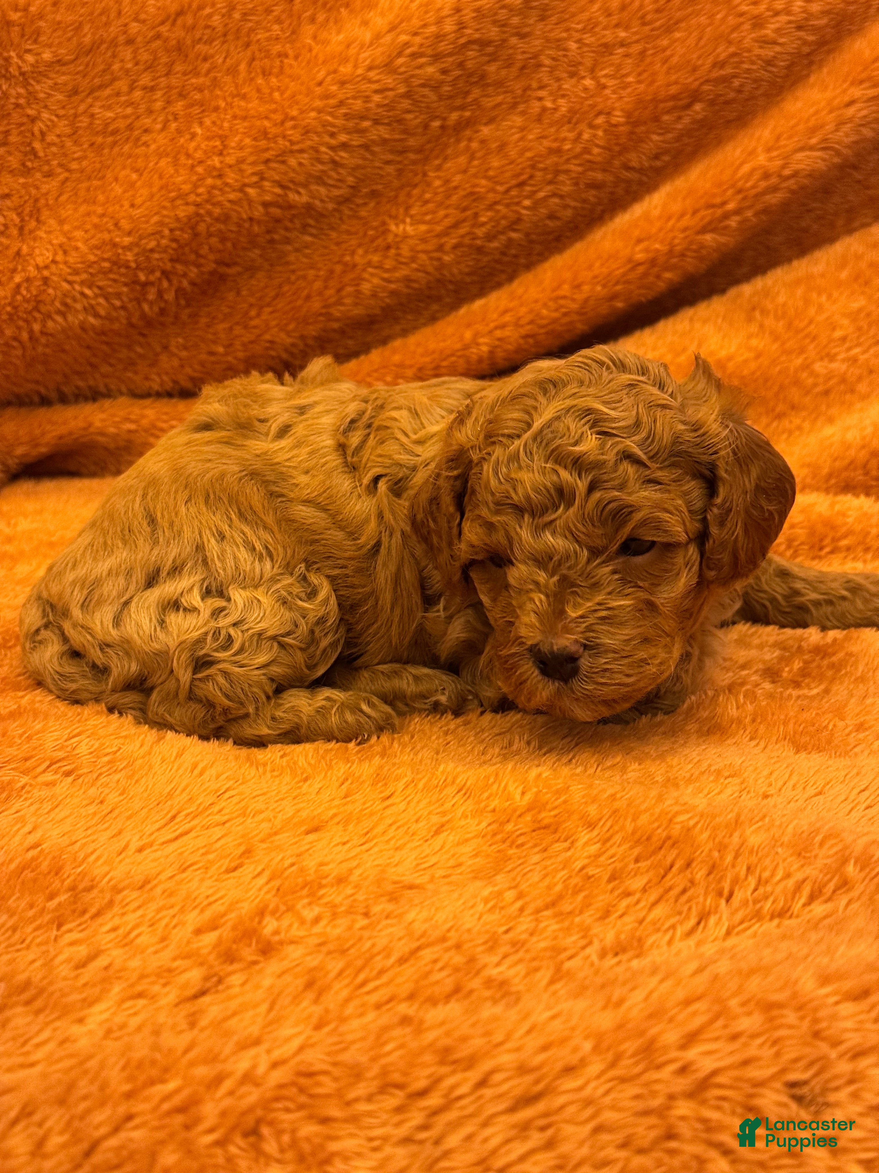 Shihpoo dogs for sale: Daniela - Ad 2