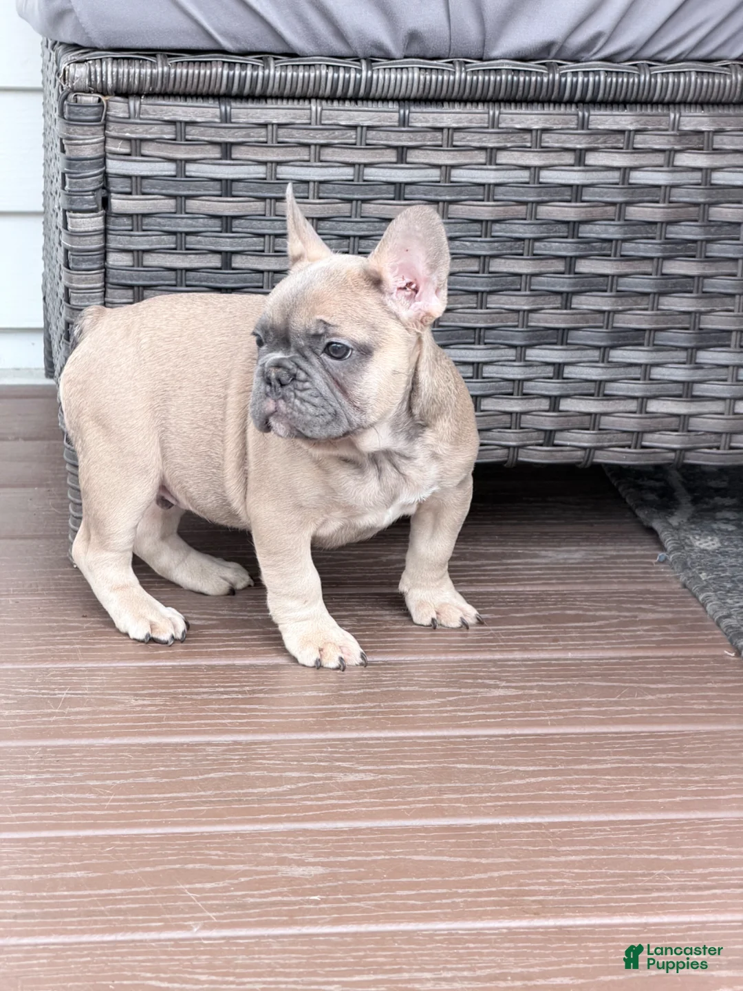 French Bulldog dogs for sale: Max - Ad 2