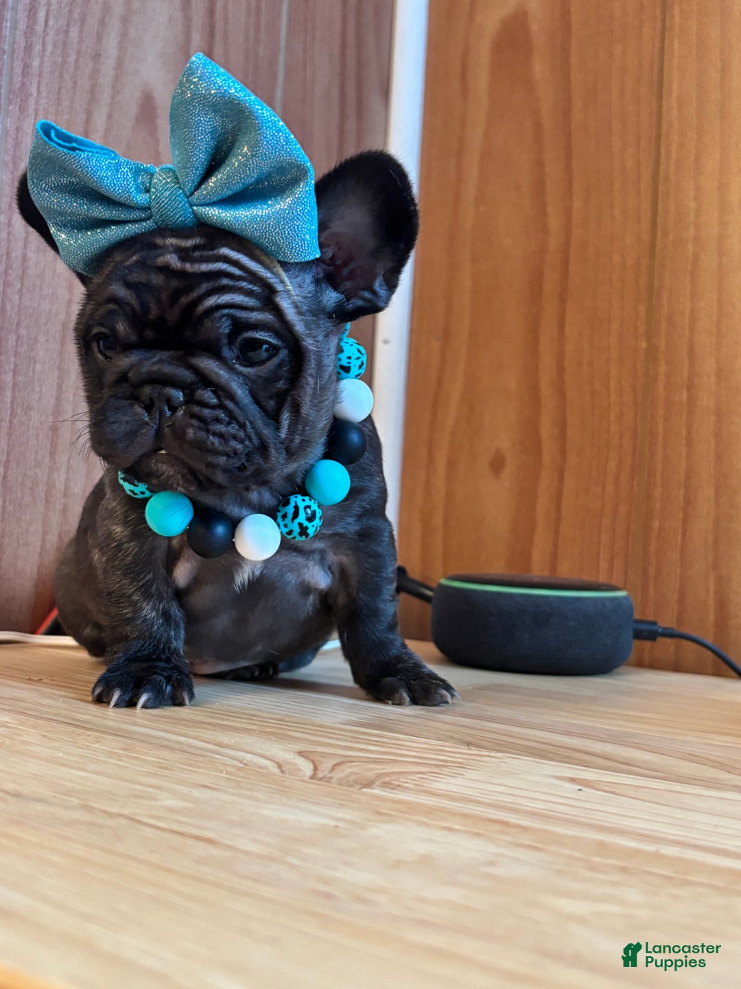 French Bulldog dogs for sale: French Bulldog Puppy 5 - Ad 2