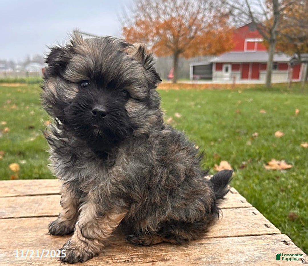 Pomapoo dogs for sale: Nala - Ad 2
