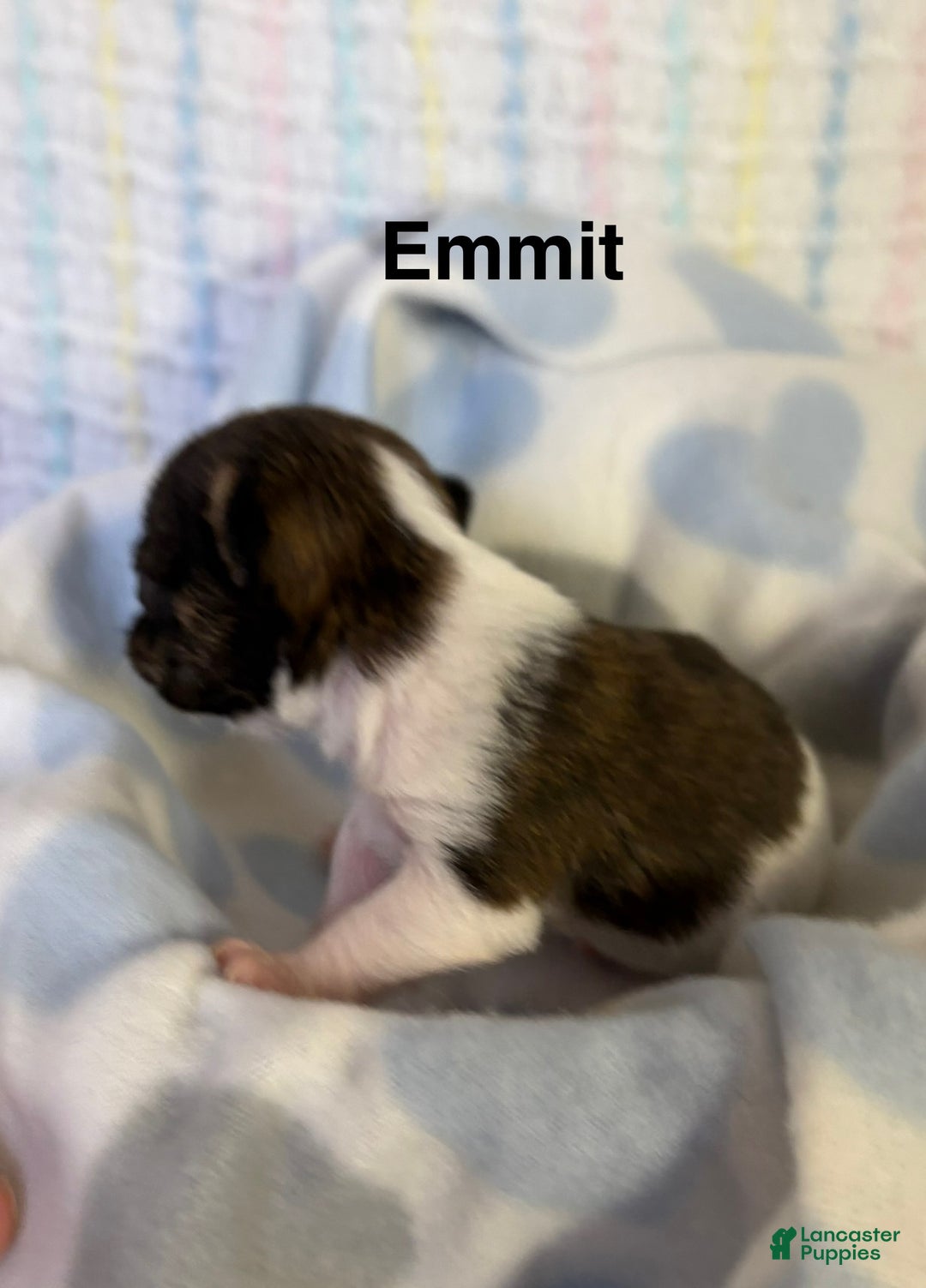 Chihuahua dogs for sale: Chihuahua Puppy 1 - Ad 2