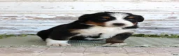 Bernese Mountain Dog dogs for sale: Mystic - Ad 4