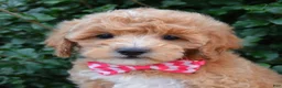 Cavapoo dogs for sale: Callie - Ad 5