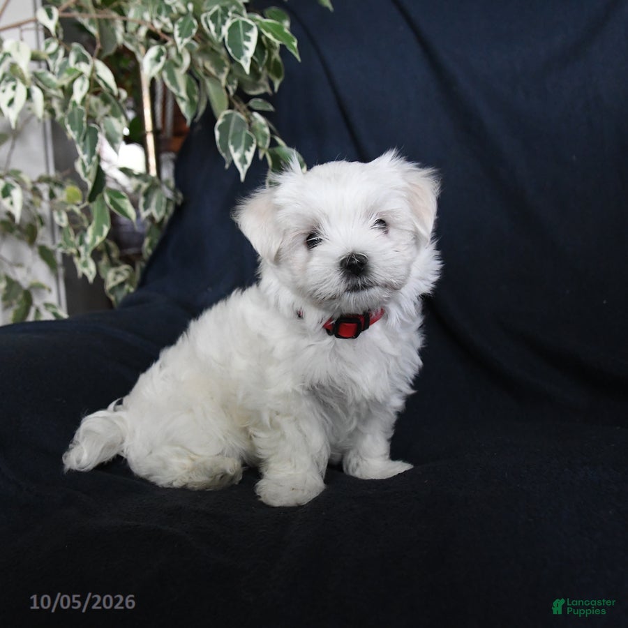 Maltese dogs Fifi - Ad 2