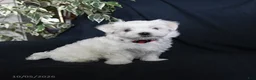Maltese dogs for sale: Fifi - Ad 2