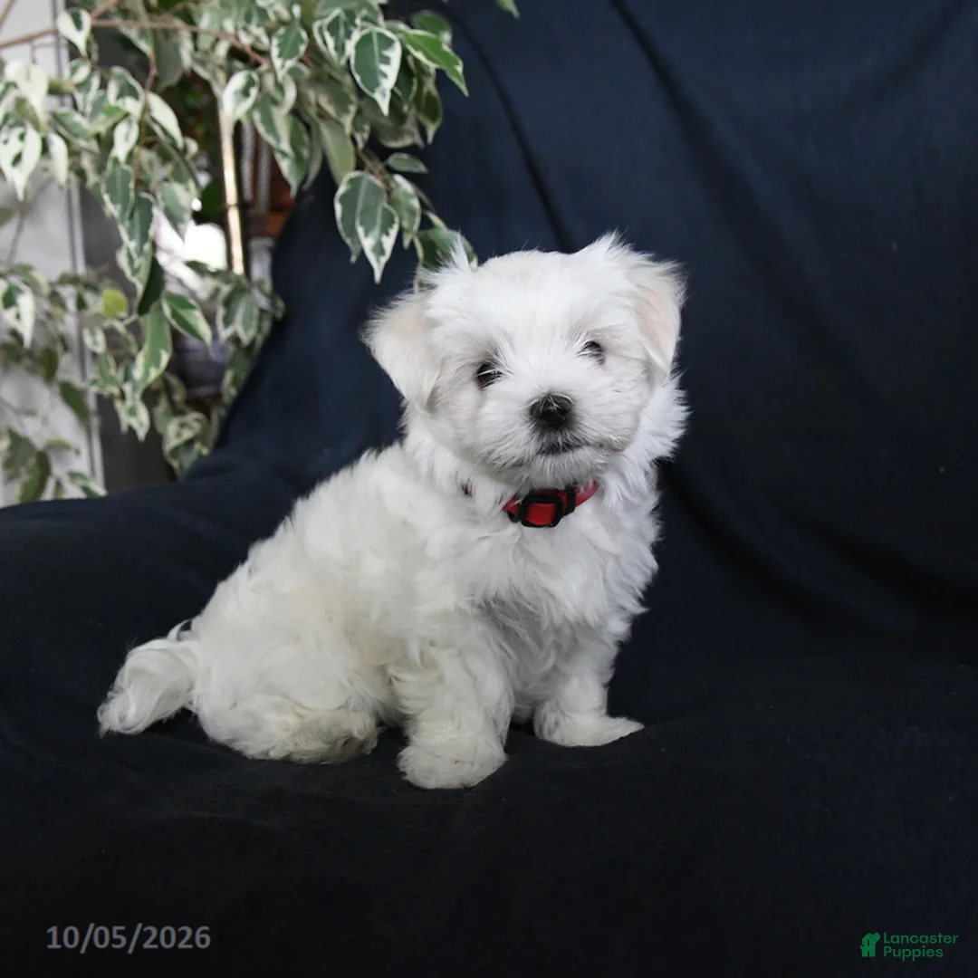 Maltese dogs for sale: Fifi - Ad 2