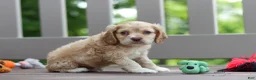 Cocker Spaniel dogs for sale: Theo - Ad 4