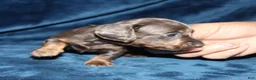 Miniature Dachshund dogs for sale: Kanika - Ad 5
