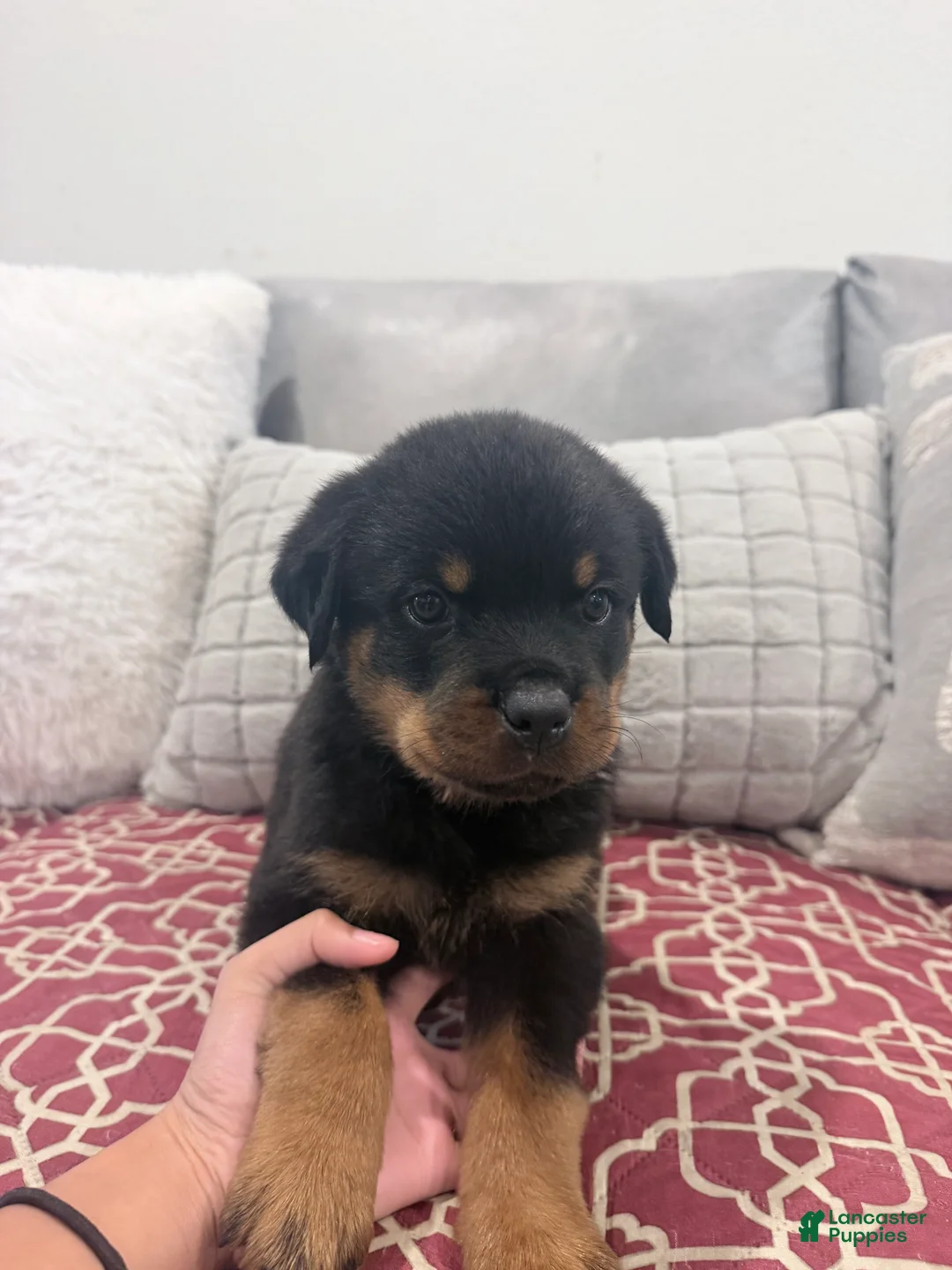 Rottweiler dogs for sale: GREEN collar boy - Ad 12