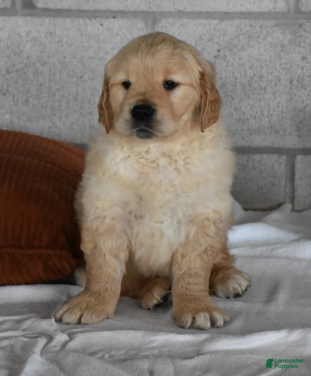 Golden Retriever dogs for sale: Buster  Genteic/OFA - Ad 1