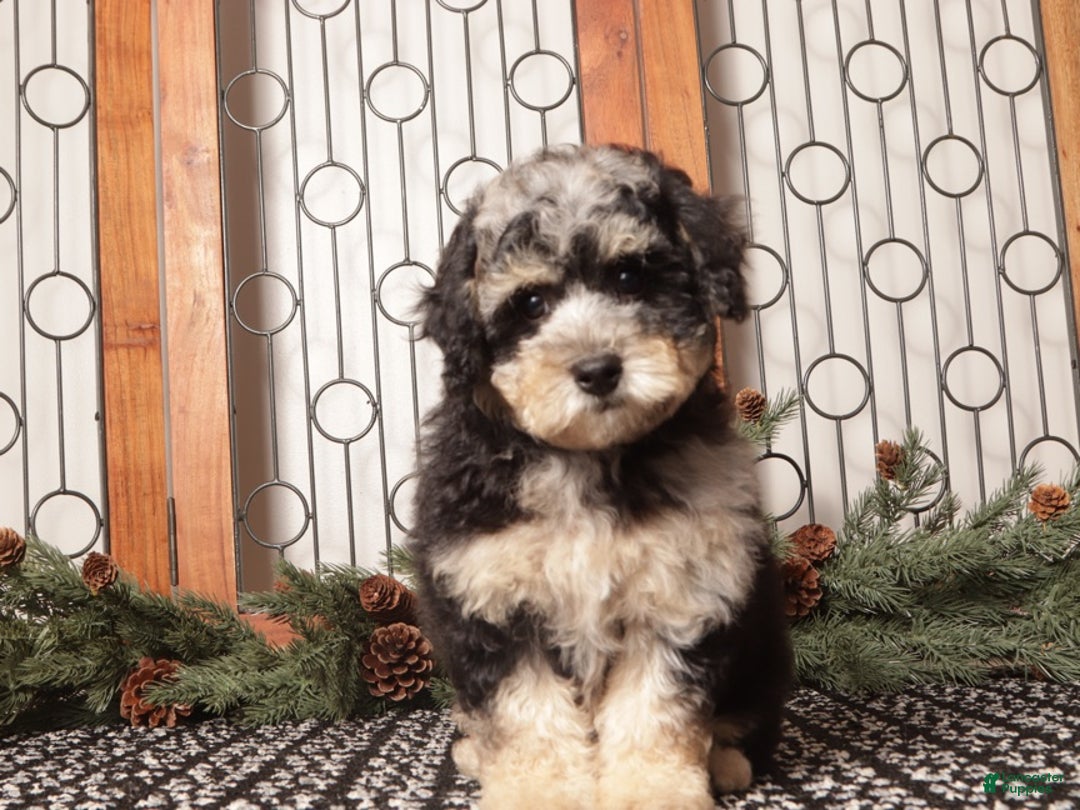 Bichpoo dogs for sale: Fiji - Ad 4