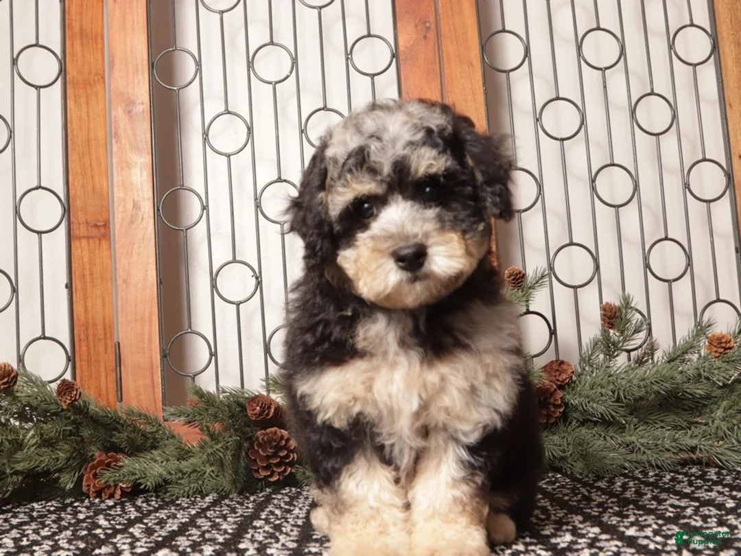 Bichpoo dogs for sale: Fiji - Ad 4