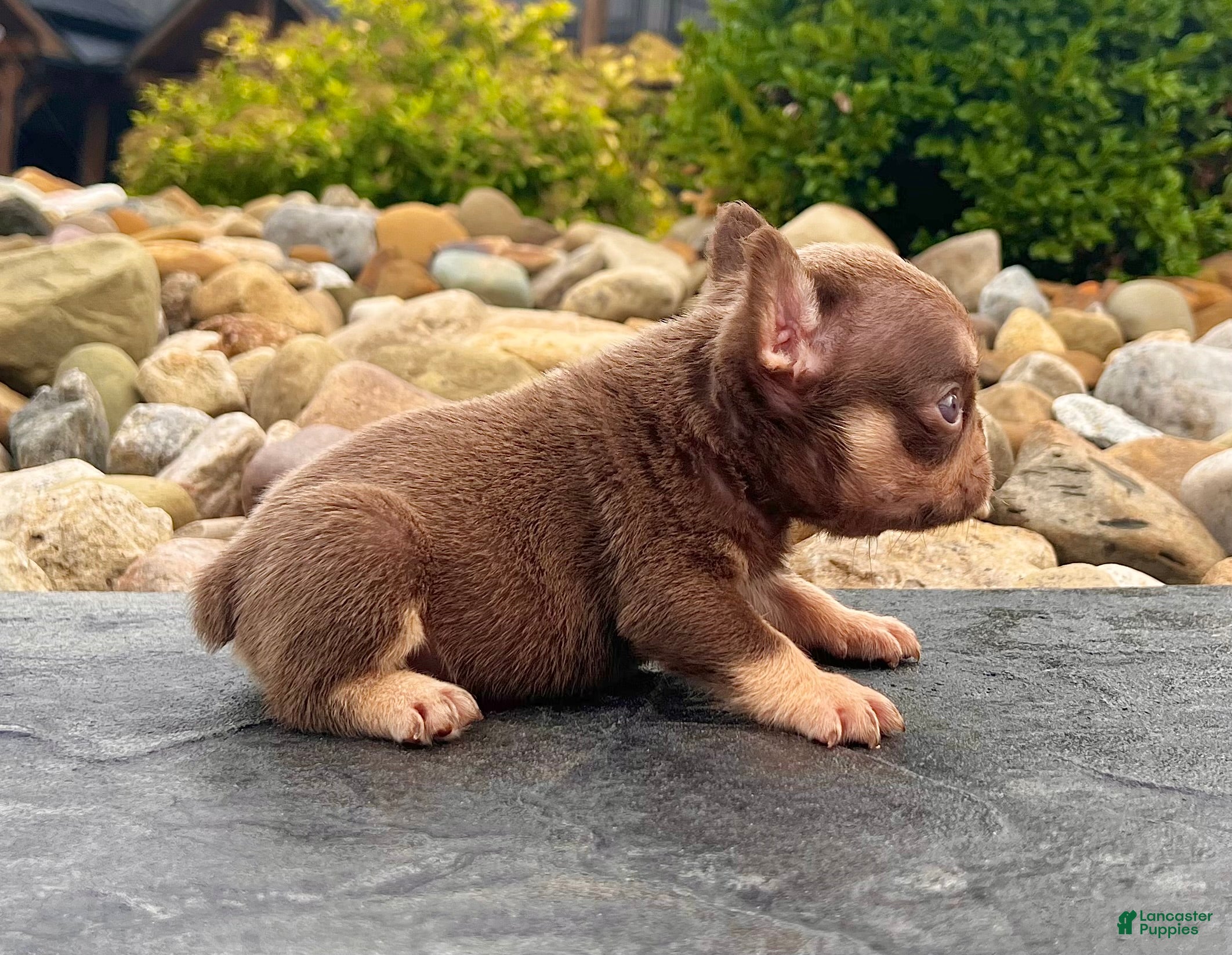 French Bulldog dogs Jasmine - Ad 2