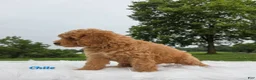Cavapoo dogs for sale: Chile - Ad 6