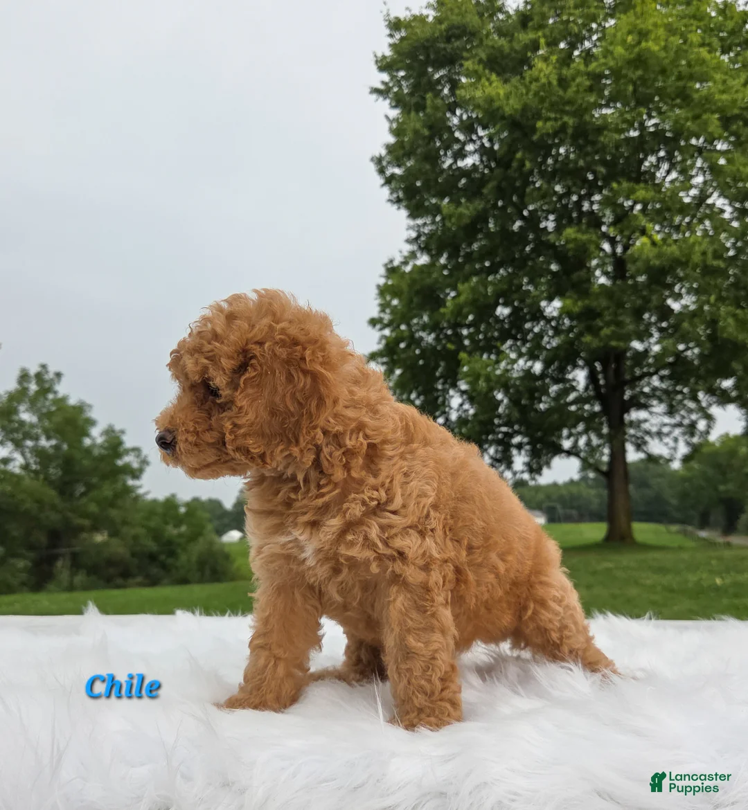 Cavapoo dogs for sale: Chile - Ad 6