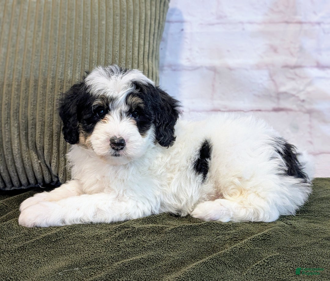 Bernedoodle dogs for sale: Kobe - Ad 2