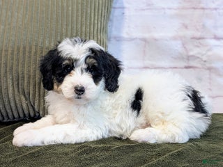 Bernedoodle dogs Kobe - Ad 1