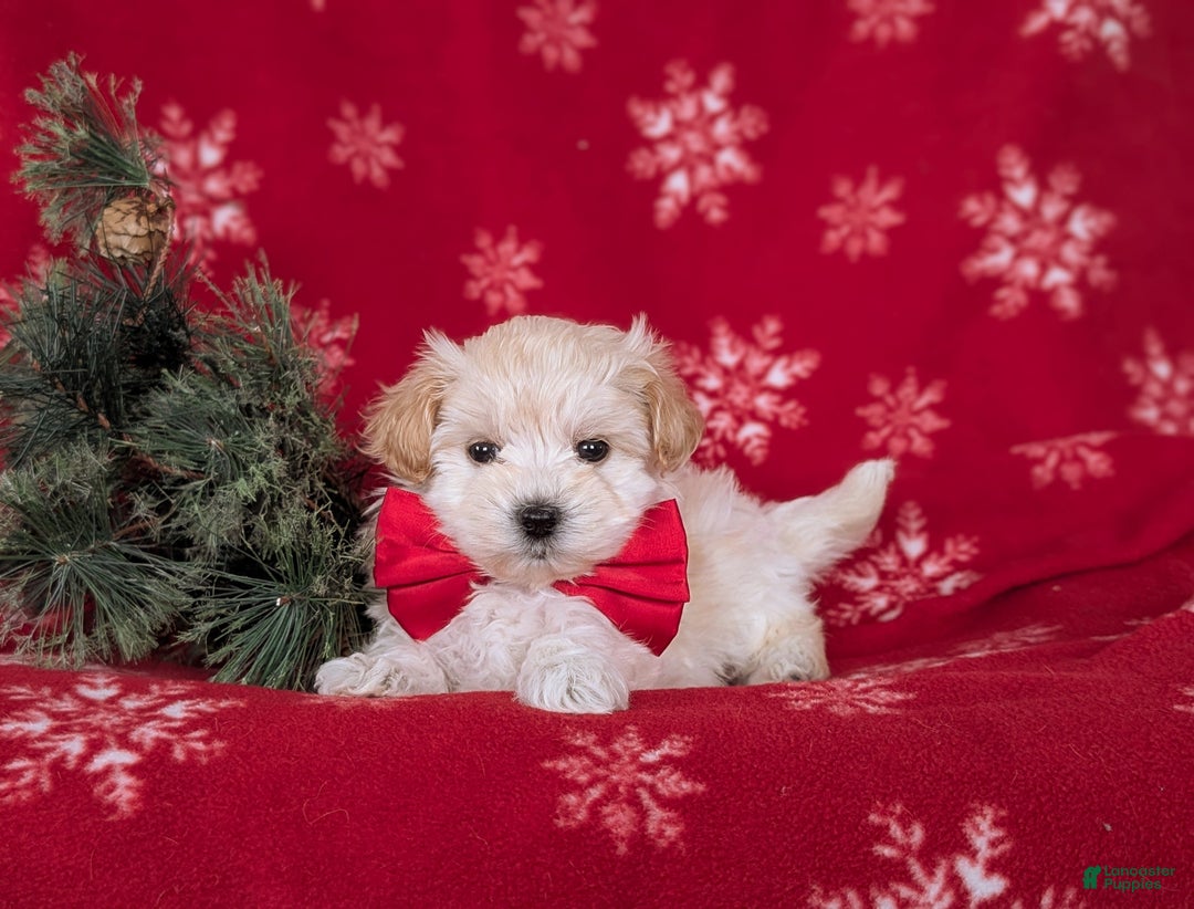 Maltipoo dogs for sale: Brock 7 lbs Full Grown - Ad 5