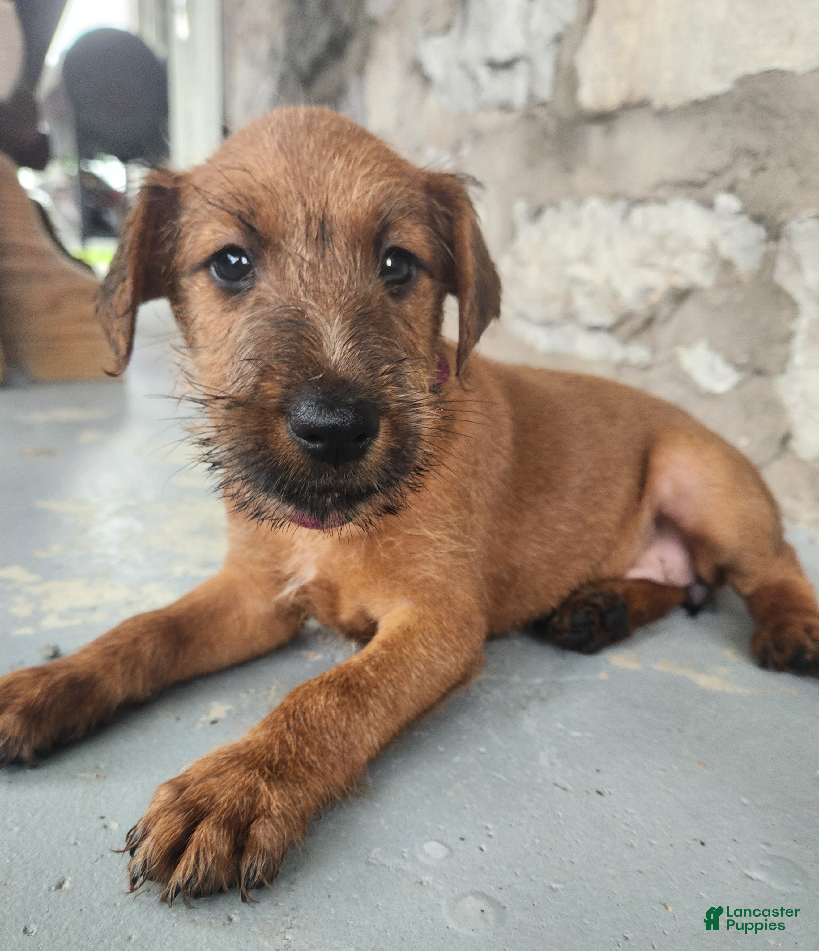Irish Terrier dogs Roxie - Ad 1