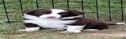 Border Collie dogs for sale: Brodie - Ad 1